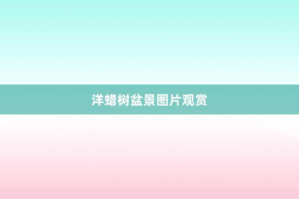 洋蜡树盆景图片观赏